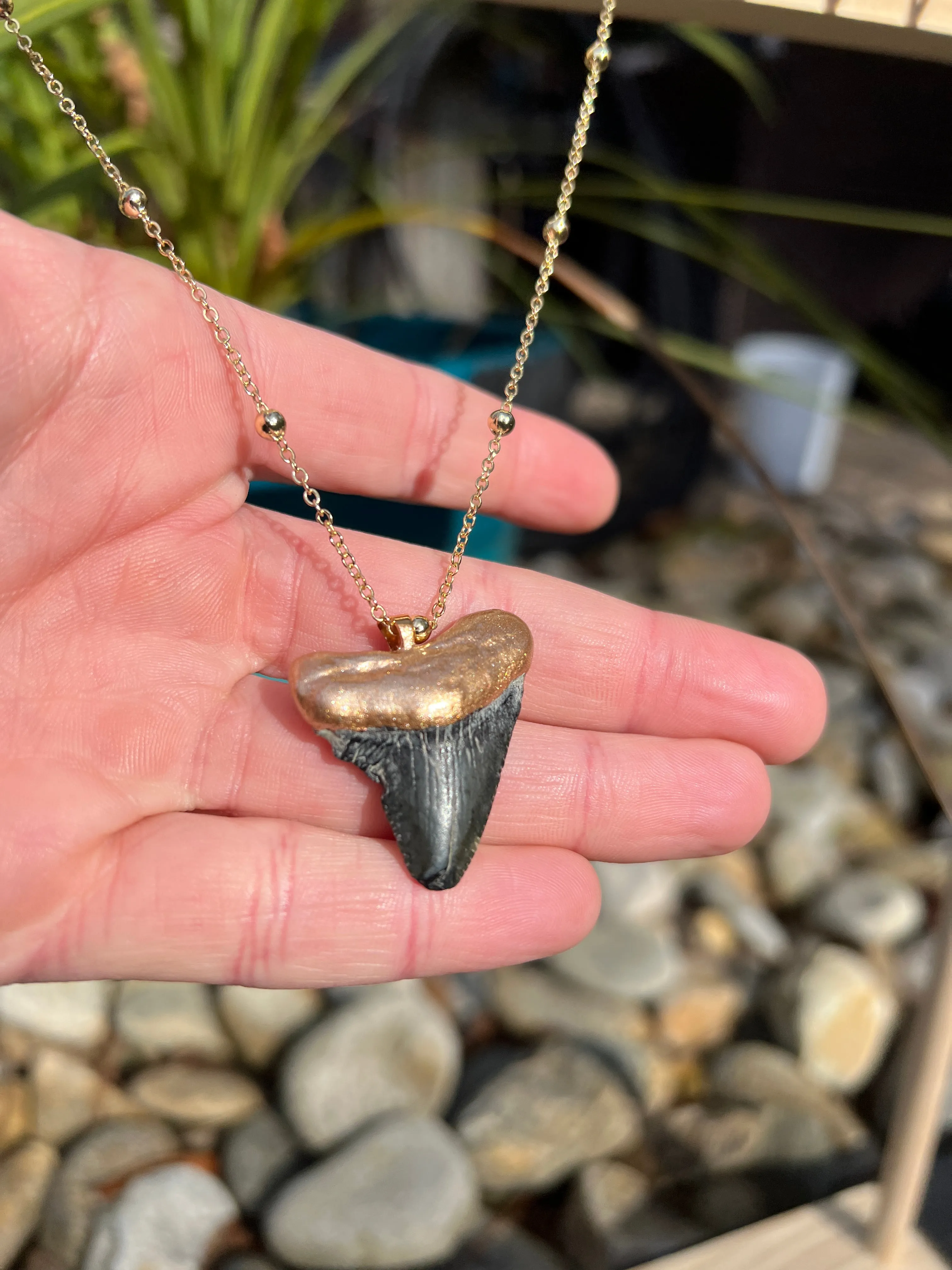 Megalodon Shark Tooth Necklace