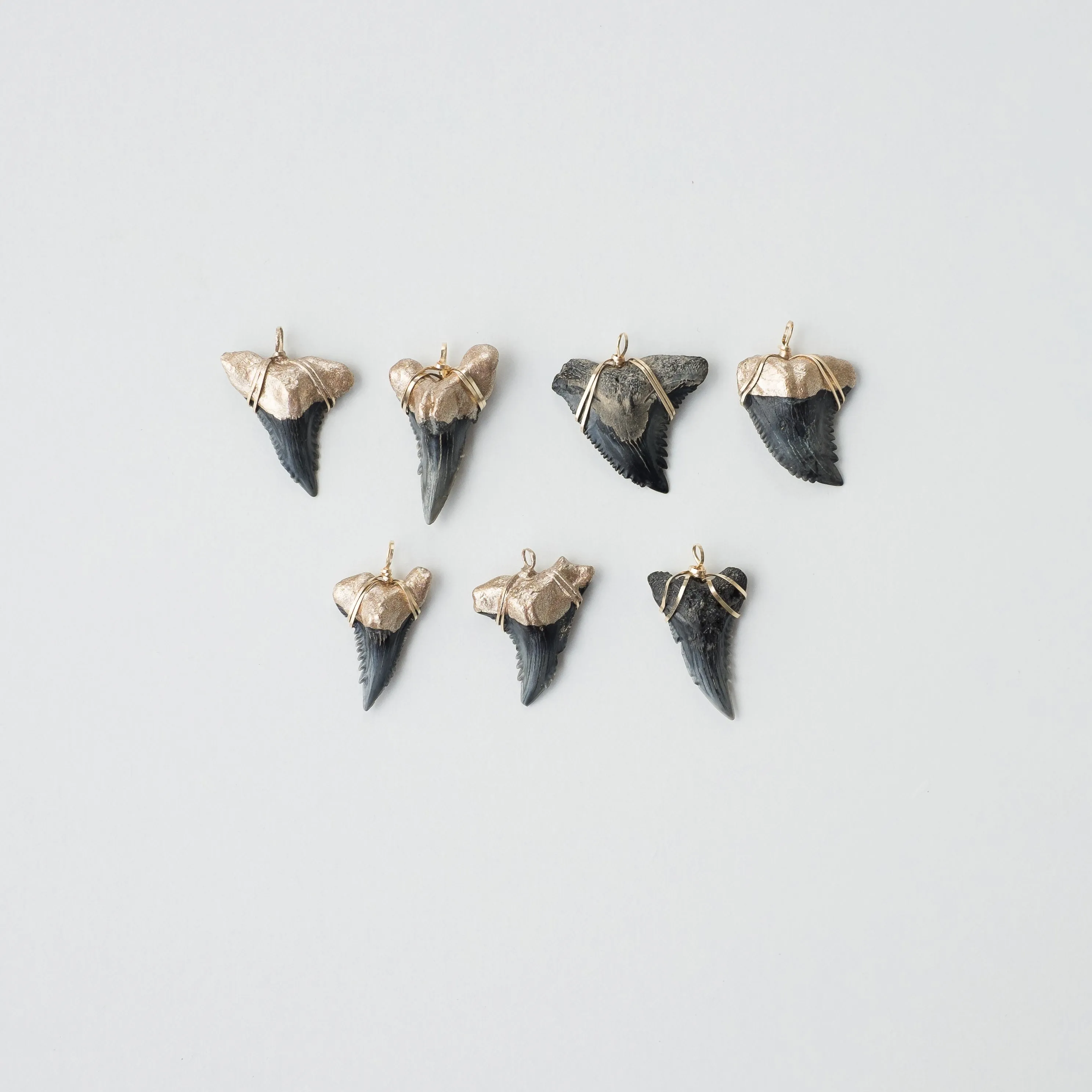 Shark Tooth Necklace — Hemipristis Serra Fossil Tooth | Foxy Fossils