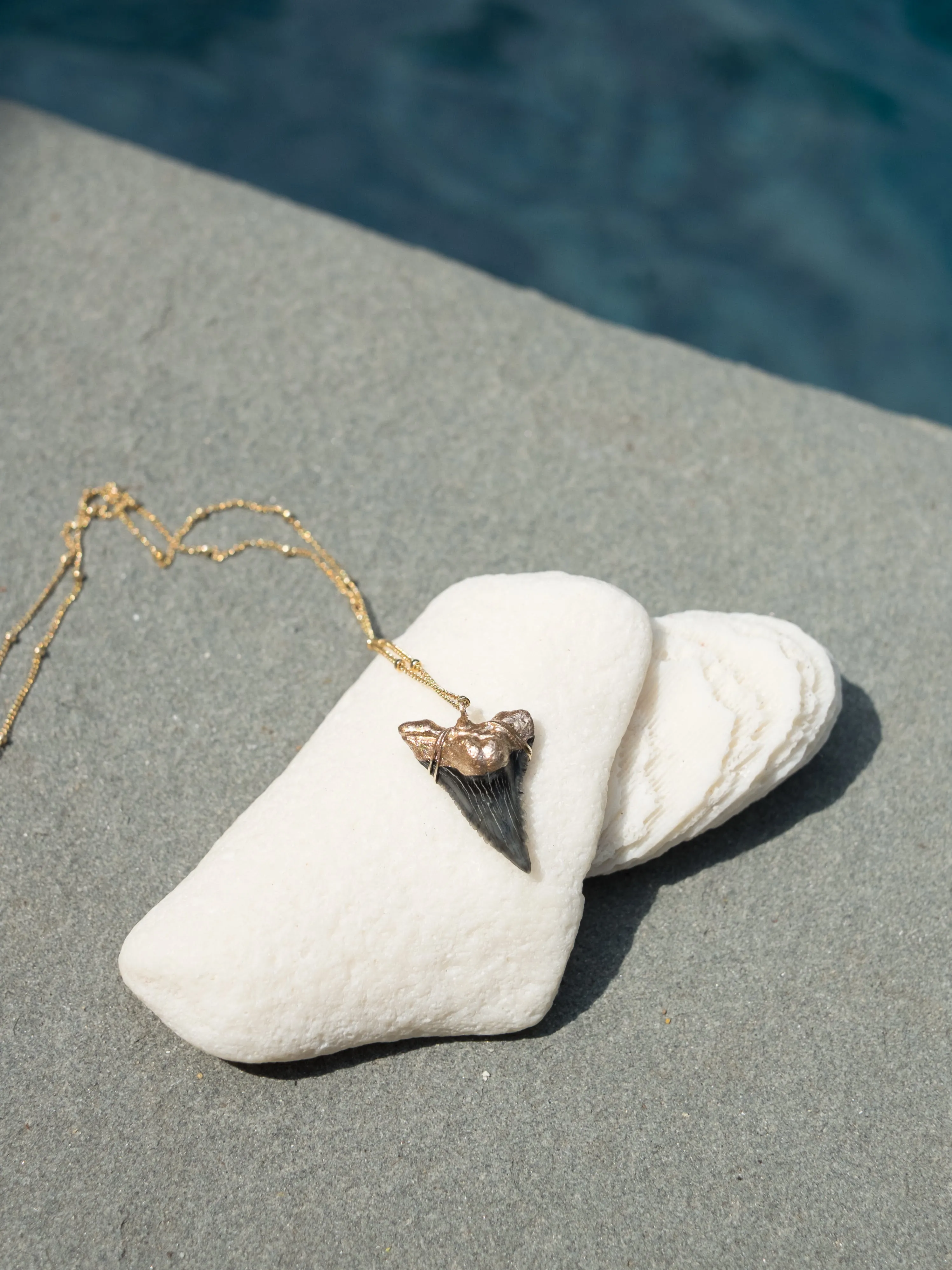 Shark Tooth Necklace — Hemipristis Serra Fossil Tooth | Foxy Fossils
