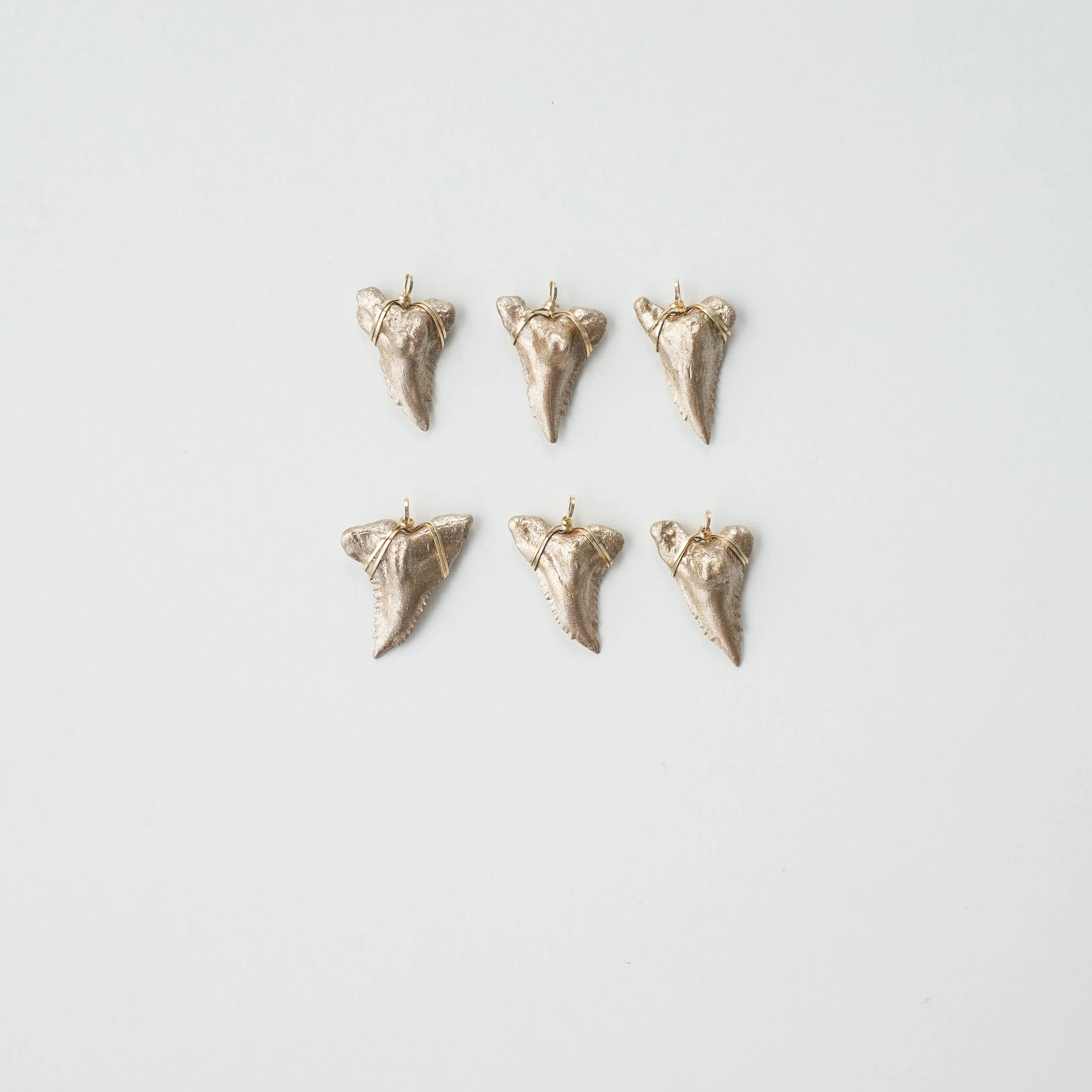 Shark Tooth Necklace — Hemipristis Serra Fossil Tooth | Foxy Fossils