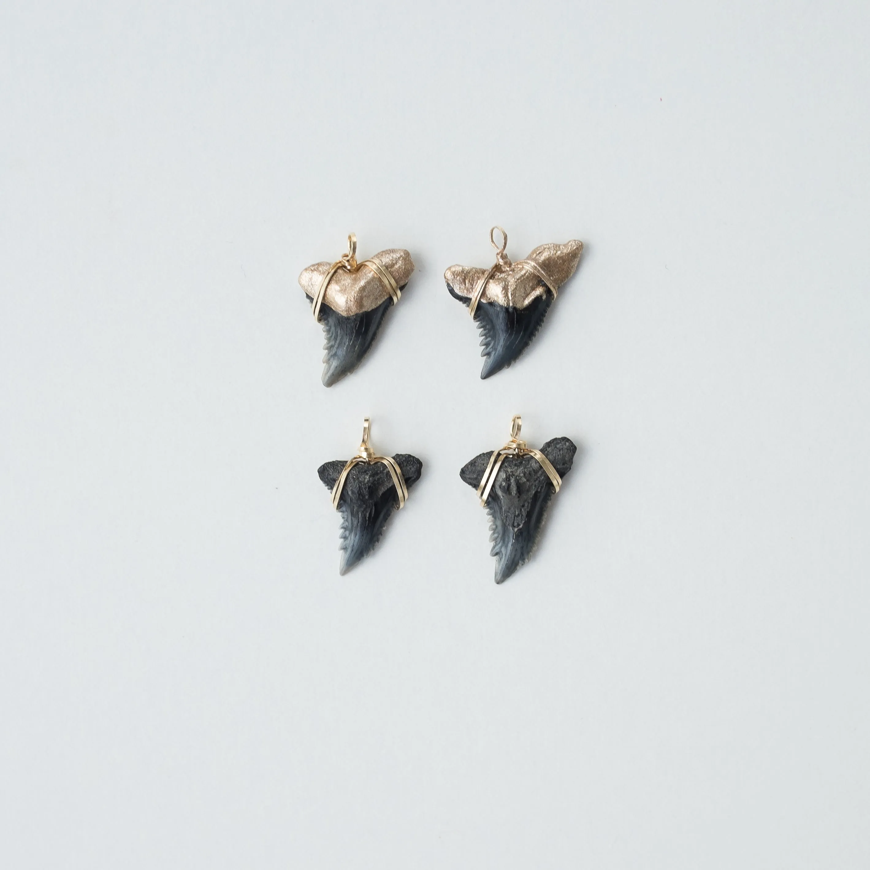 Shark Tooth Necklace — Hemipristis Serra Fossil Tooth | Foxy Fossils