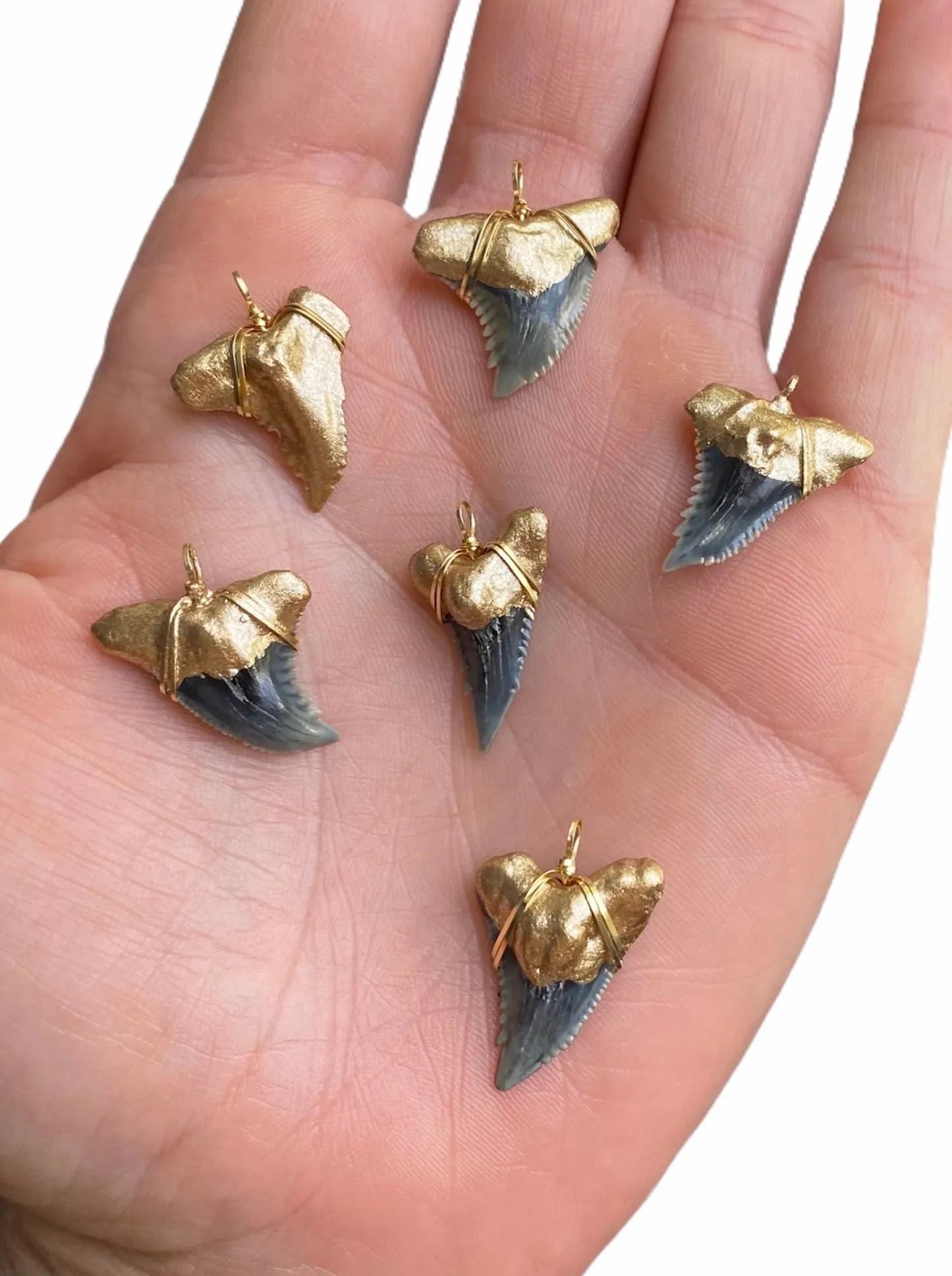 Shark Tooth Necklace — Hemipristis Serra Fossil Tooth | Foxy Fossils