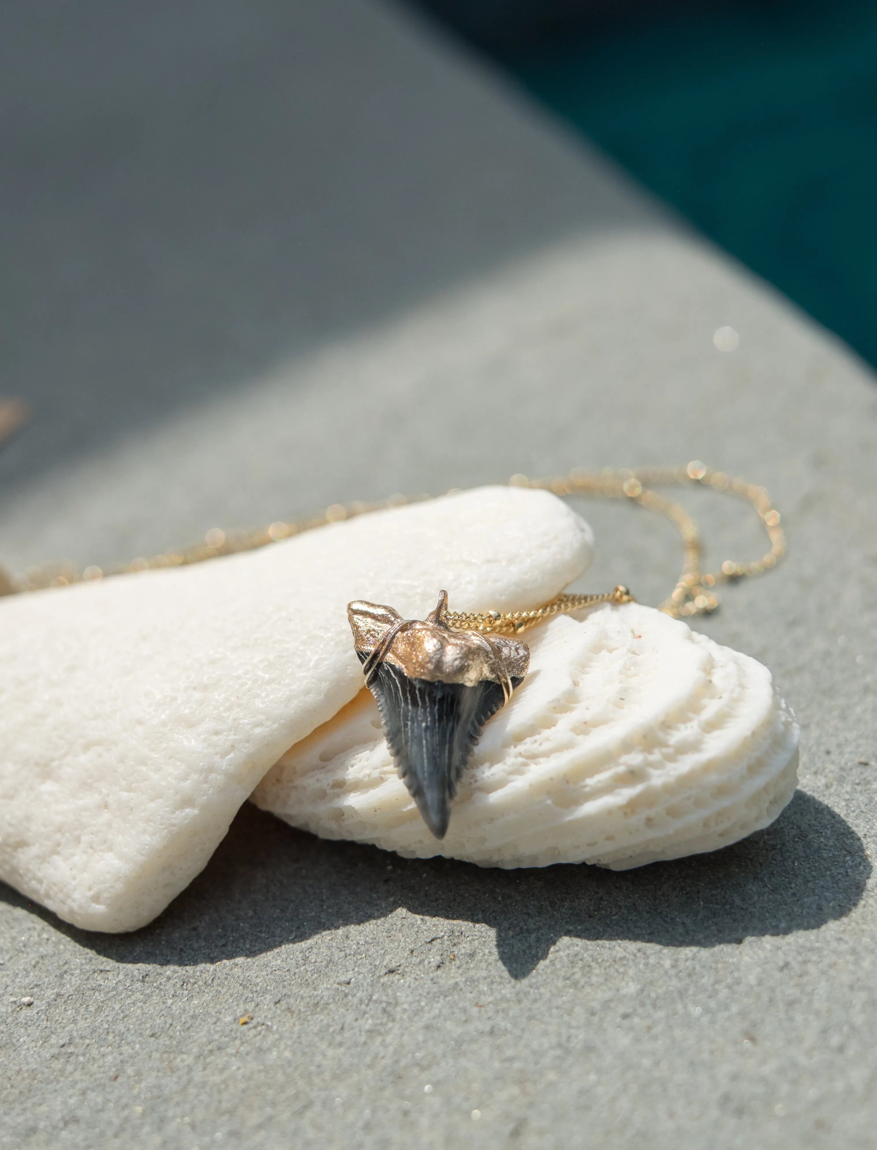 Shark Tooth Necklace — Hemipristis Serra Fossil Tooth | Foxy Fossils