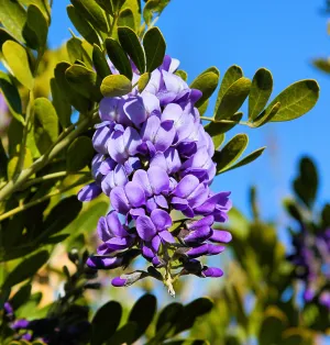 Texas Mountain Laurel Sophora secundiflora 10 Seeds  USA Company