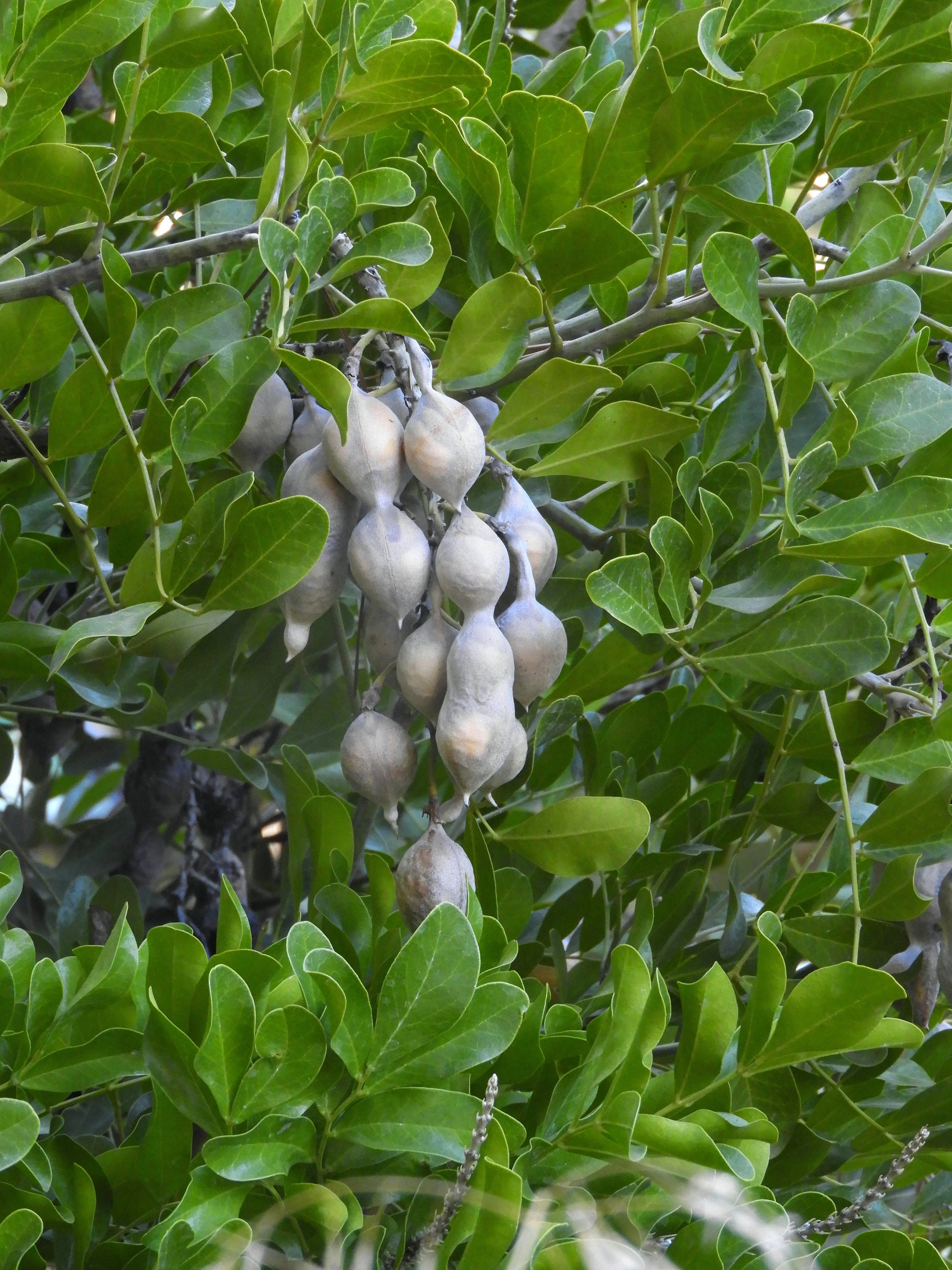 Texas Mountain Laurel Sophora secundiflora 10 Seeds  USA Company