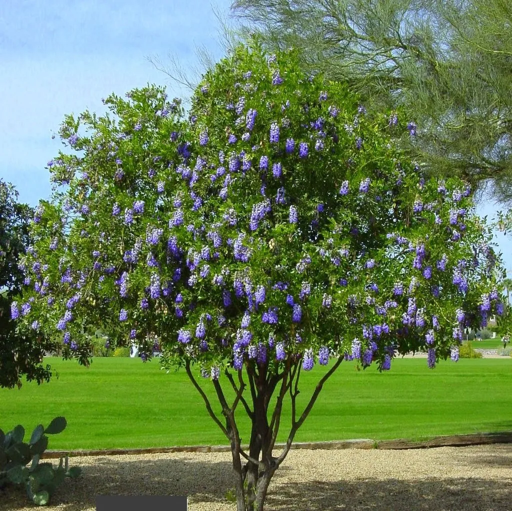 Texas Mountain Laurel Sophora secundiflora 10 Seeds  USA Company