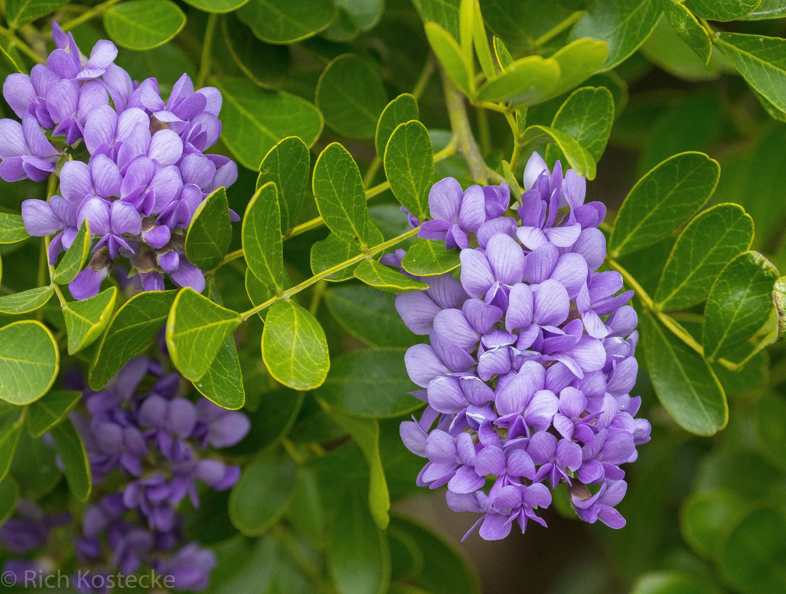 Texas Mountain Laurel Sophora secundiflora 10 Seeds  USA Company