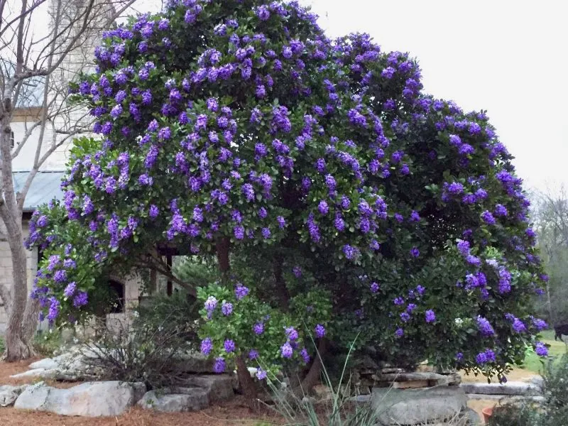 Texas Mountain Laurel Sophora secundiflora 10 Seeds  USA Company