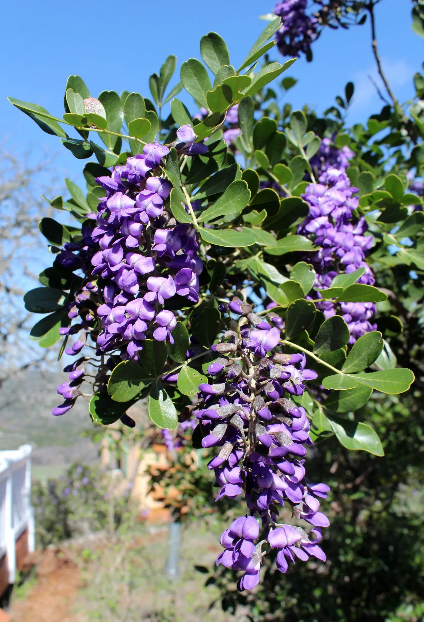Texas Mountain Laurel Sophora secundiflora 10 Seeds  USA Company