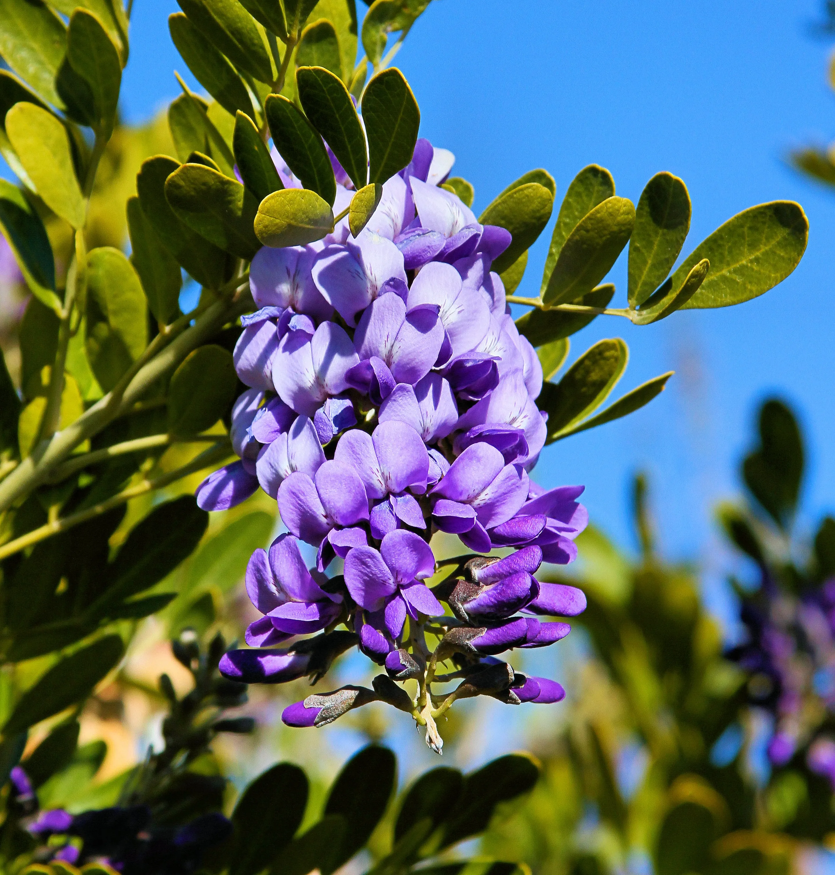 Texas Mountain Laurel Sophora secundiflora 10 Seeds  USA Company